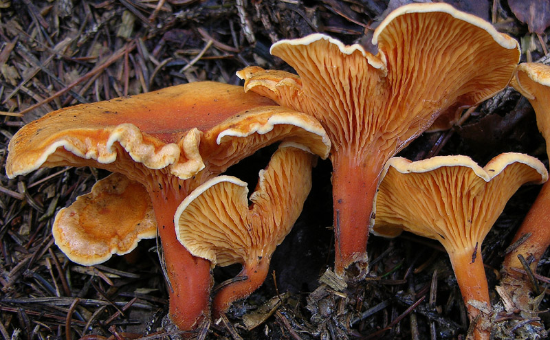 Nei boschi del mauretto..quando il gatto non c''�...